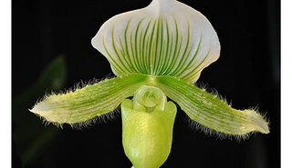 Flowers make the scholar: about ORCID and Google Scholar Citations